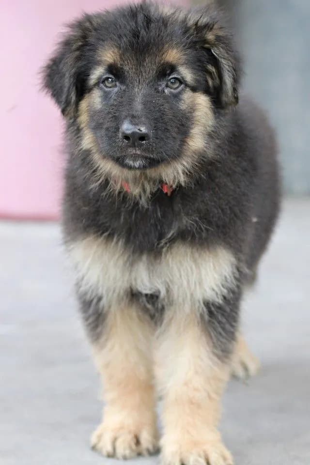 ลูกหมา ลูกสุนัข เยอรมันเชพเพิร์ด k9 สายพันธุ์แท้ จากฟาร์ม ส่งได้ทั่วประเทศ ผู้ เมีย