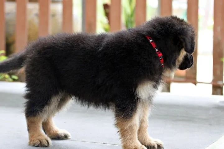 ลูกหมา ลูกสุนัข เยอรมันเชพเพิร์ด k9 สายพันธุ์แท้ จากฟาร์ม ส่งได้ทั่วประเทศ ผู้ เมีย
