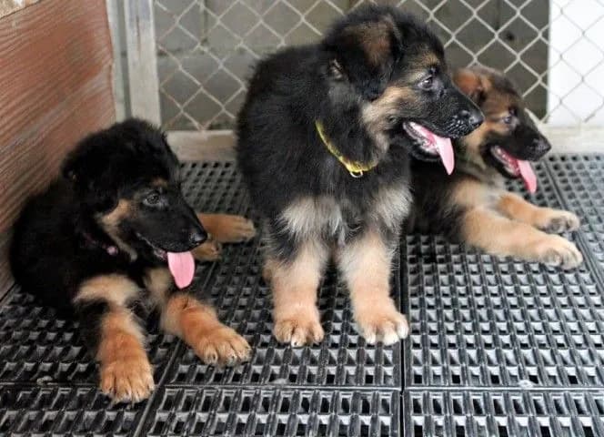 ลูกหมา ลูกสุนัข เยอรมันเชพเพิร์ด k9 สายพันธุ์แท้ จากฟาร์ม ส่งได้ทั่วประเทศ ผู้ เมีย