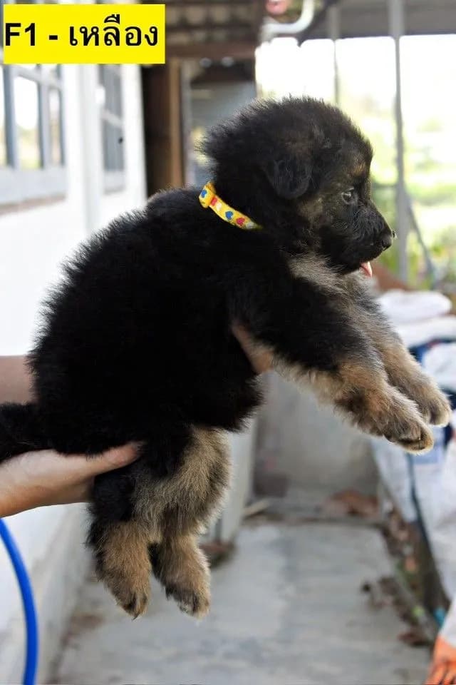 ลูกหมา ลูกสุนัข เยอรมันเชพเพิร์ด k9 สายพันธุ์แท้ จากฟาร์ม ส่งได้ทั่วประเทศ ผู้ เมีย
