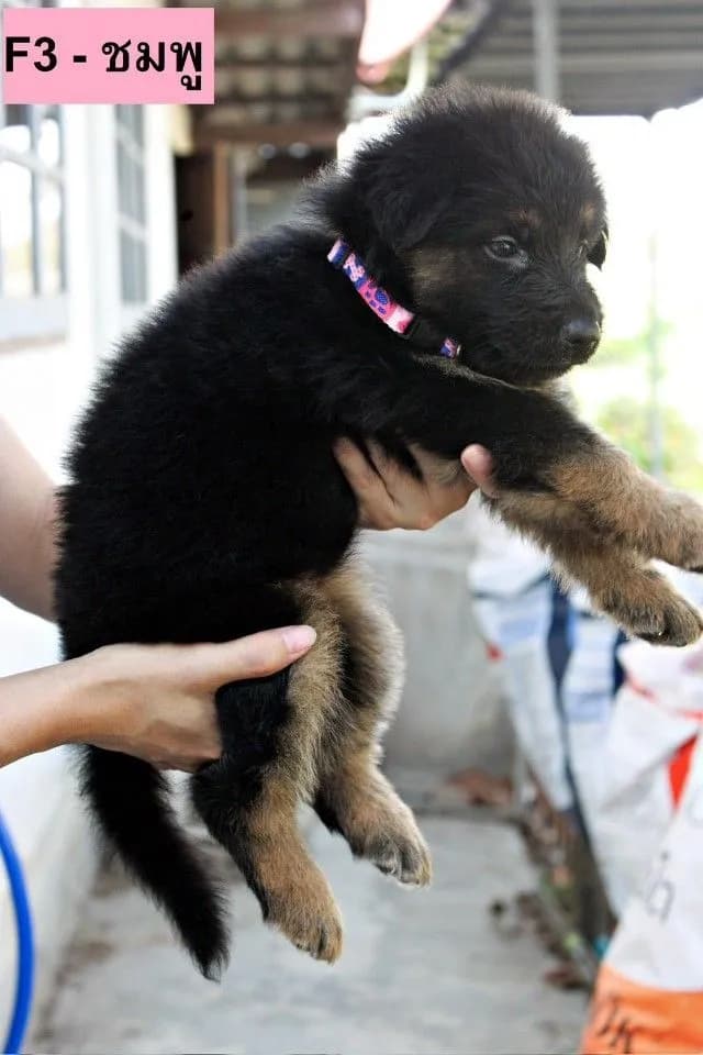 ลูกหมา ลูกสุนัข เยอรมันเชพเพิร์ด k9 สายพันธุ์แท้ จากฟาร์ม ส่งได้ทั่วประเทศ ผู้ เมีย
