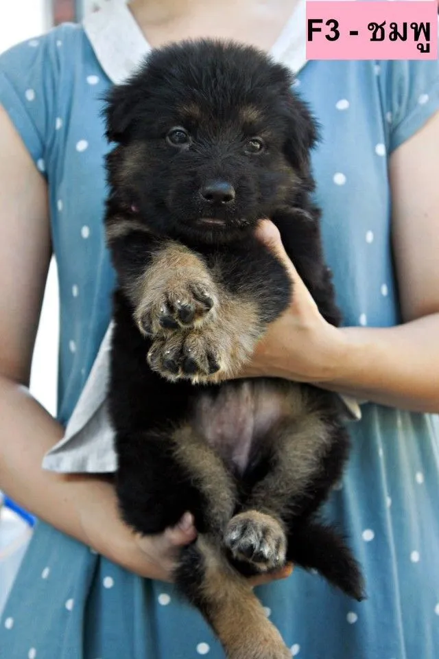 ลูกหมา ลูกสุนัข เยอรมันเชพเพิร์ด k9 สายพันธุ์แท้ จากฟาร์ม ส่งได้ทั่วประเทศ ผู้ เมีย