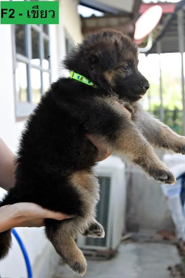 ลูกหมา ลูกสุนัข เยอรมันเชพเพิร์ด k9 สายพันธุ์แท้ จากฟาร์ม ส่งได้ทั่วประเทศ ผู้ เมีย