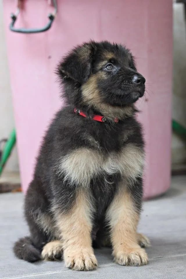 ลูกหมา ลูกสุนัข เยอรมันเชพเพิร์ด k9 สายพันธุ์แท้ จากฟาร์ม ส่งได้ทั่วประเทศ ผู้ เมีย
