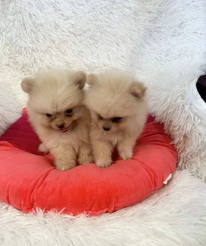 ลูกปอมชายทั้ง2 ทีคัพแข็งแรง