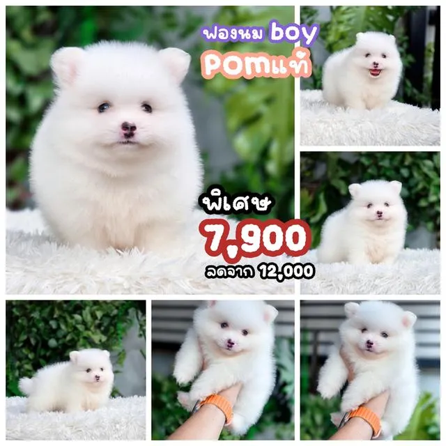 ปอมแท้อายุ2เดือนวัคซีนแล้วพร้อมย้ายบ้าน