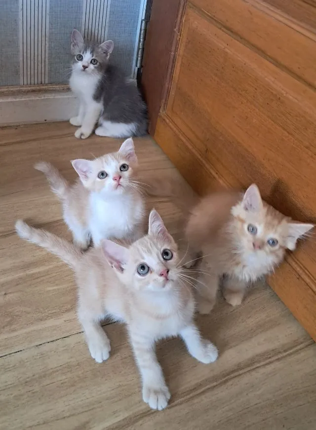 ลูกแมว scottish Fold