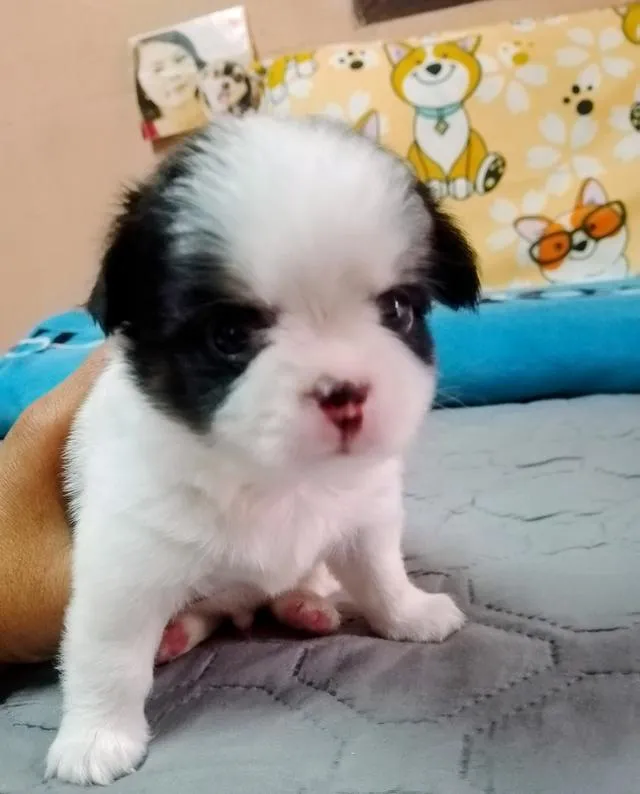 ลูกสุนัขชิวาว่าขนยาว
