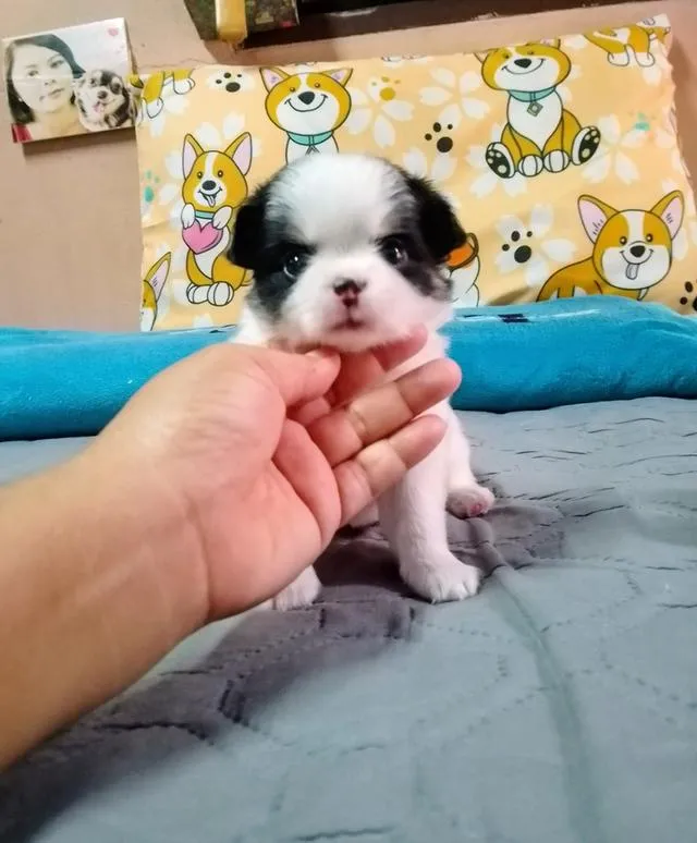 ลูกสุนัขชิวาว่าขนยาว