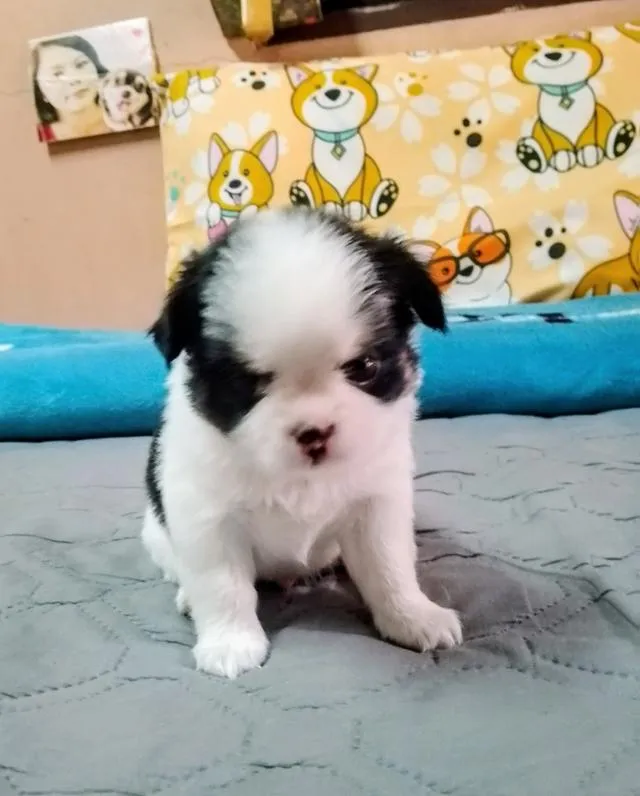 ลูกสุนัขชิวาว่าขนยาว