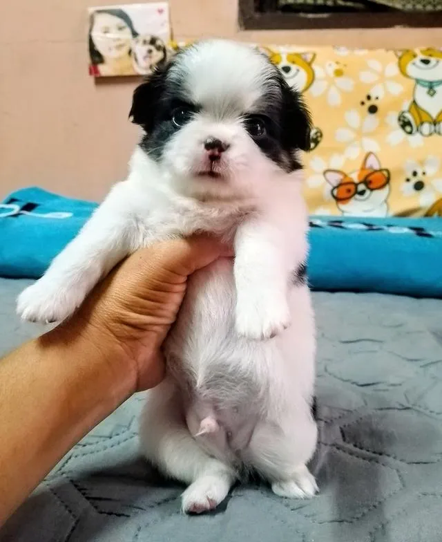 ลูกสุนัขชิวาว่าขนยาว