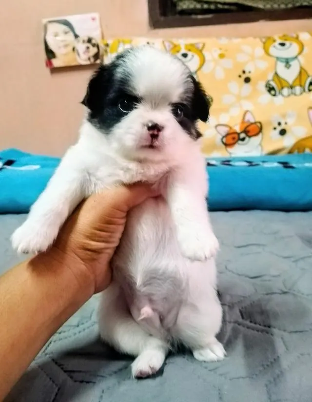 ลูกสุนัขชิวาว่าขนยาว