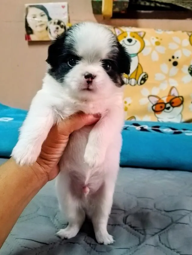 ลูกสุนัขชิวาว่าขนยาว