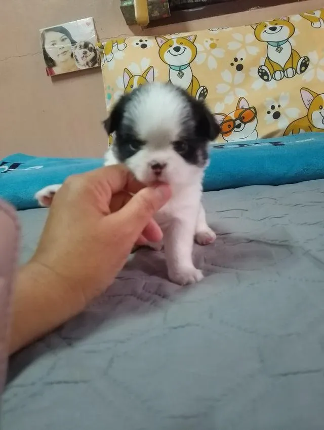 ลูกสุนัขชิวาว่าขนยาว