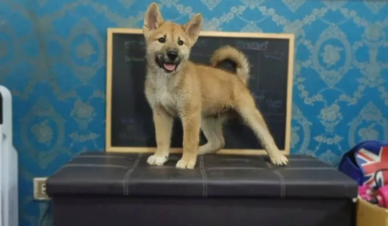ชิบละ น่ารัก