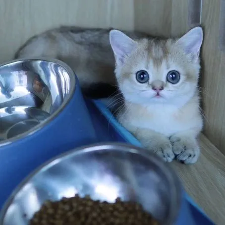 Munchkin