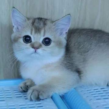 Munchkin