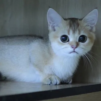Munchkin
