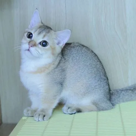 Munchkin