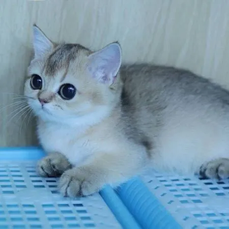Munchkin