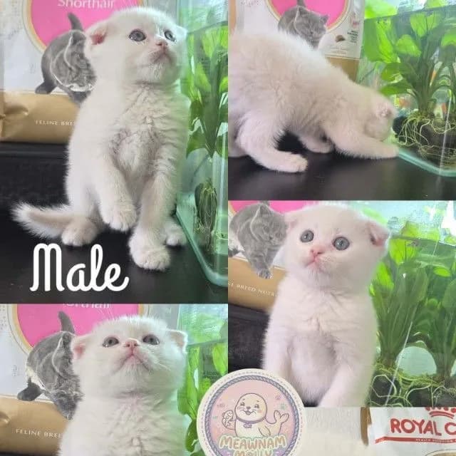 สก็อตติชหูพับ
