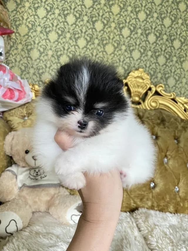 ลูกปอมเมอเรเนียนแท้ ราคากันเองจ้า