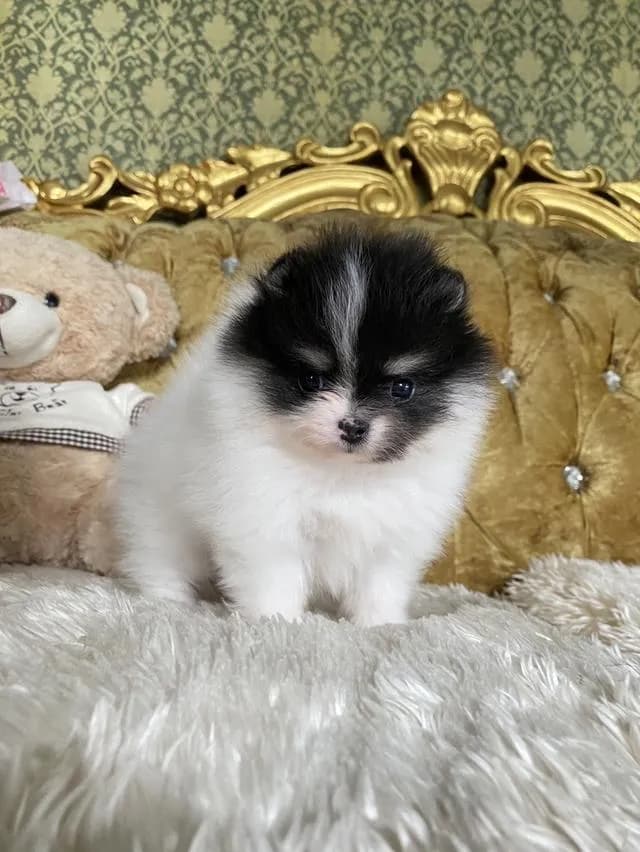 ลูกปอมเมอเรเนียนแท้ ราคากันเองจ้า