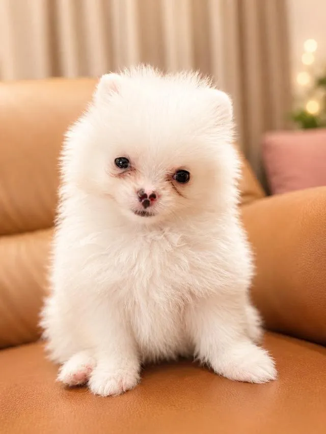 ปอมเมอเรเนียน (Pomeranian) สีขาว