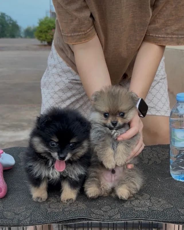 ปอมเมอเรเนี่ยน