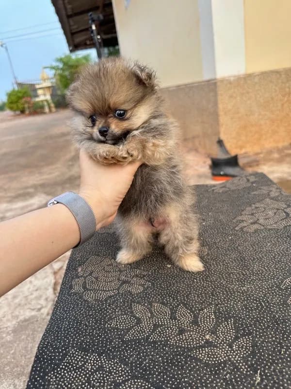 ปอมเมอเรเนี่ยน