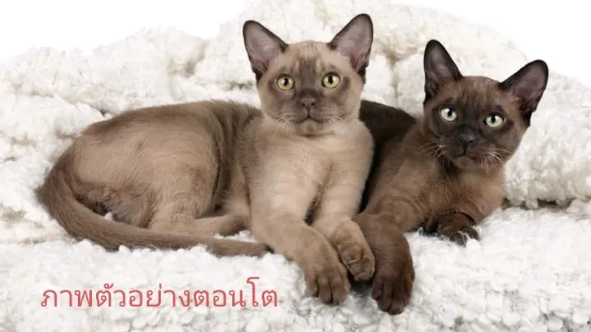 แมวเบอร์มีส burmese
