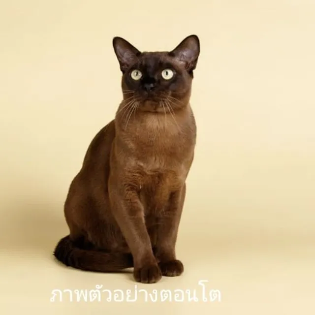 แมวเบอร์มีส burmese