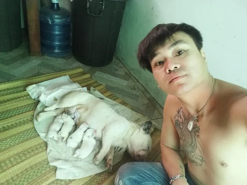 สุนันพันธุ์ french bullock
