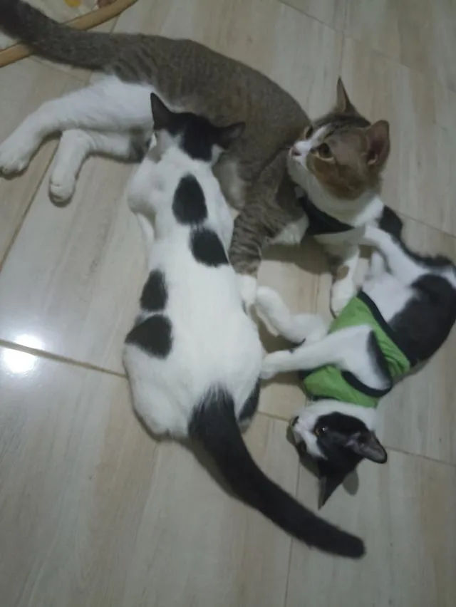 แมว พันธุ์ผสม น่ารักๆ