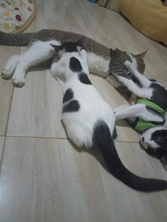 แมว พันธุ์ผสม น่ารักๆ