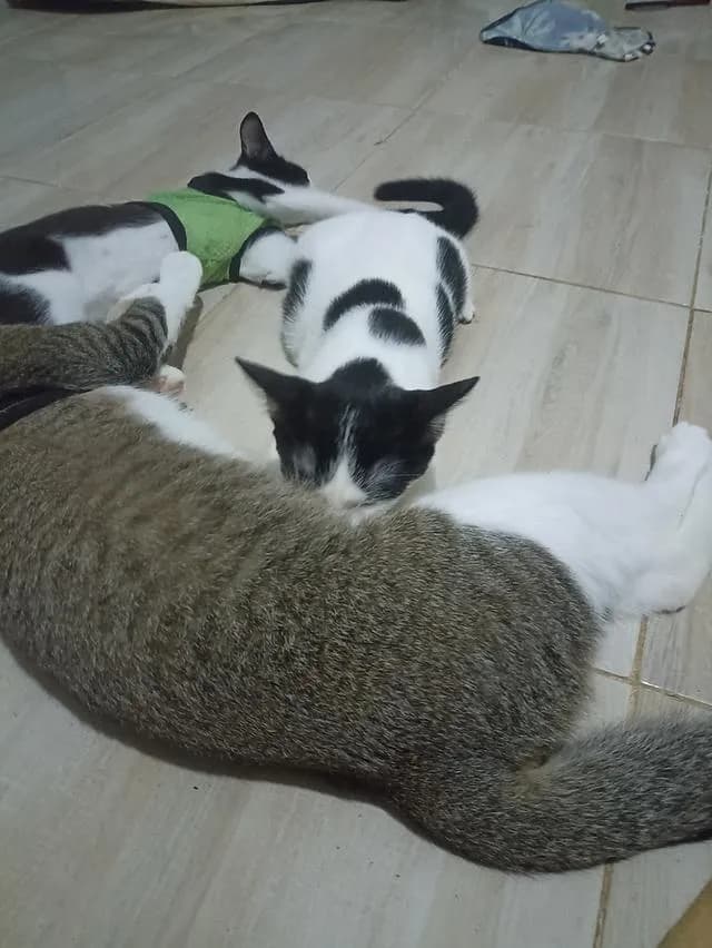 แมว พันธุ์ผสม น่ารักๆ