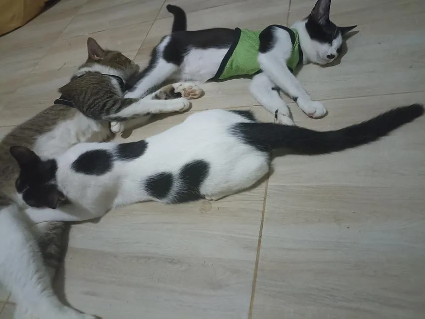 แมว พันธุ์ผสม น่ารักๆ