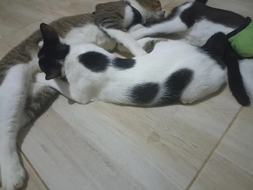 แมว พันธุ์ผสม น่ารักๆ