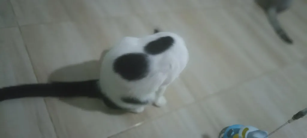 แมว พันธุ์ผสม น่ารักๆ