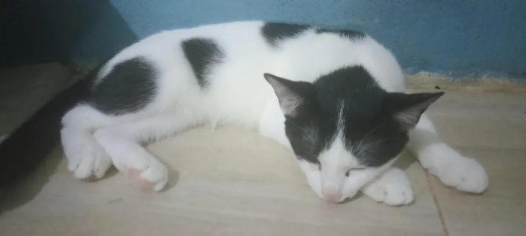 แมว พันธุ์ผสม น่ารักๆ