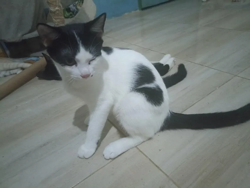 แมว พันธุ์ผสม น่ารักๆ