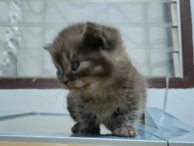 หนุ่มน้อยมั้นช์กิ้นขาสั้นกลมๆน่ารักหาบ้าน