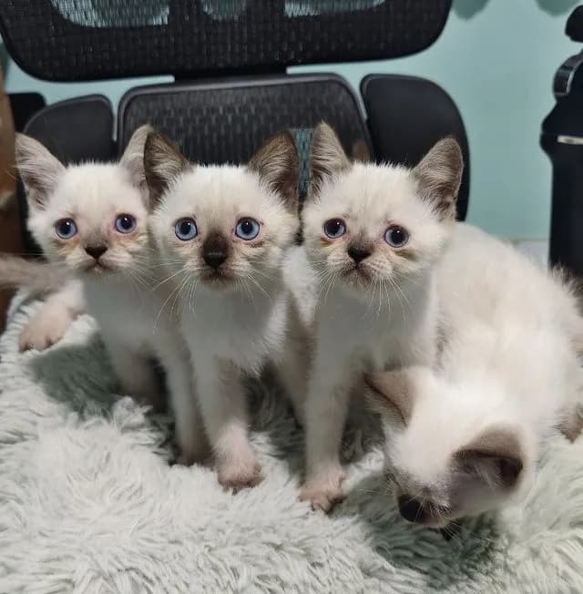 แมววิเชียรมาศผสมสกอตติช