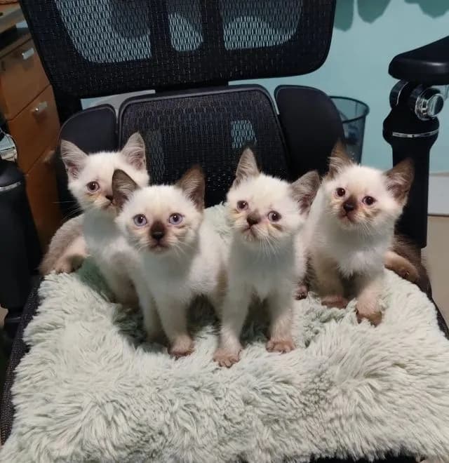 แมววิเชียรมาศผสมสกอตติช
