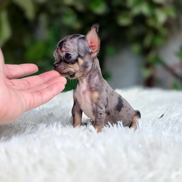 Chihuahua T cup พันธุ์แท้สีเมอร์ขนสั้นเพศหญิงอายุ2เดือน