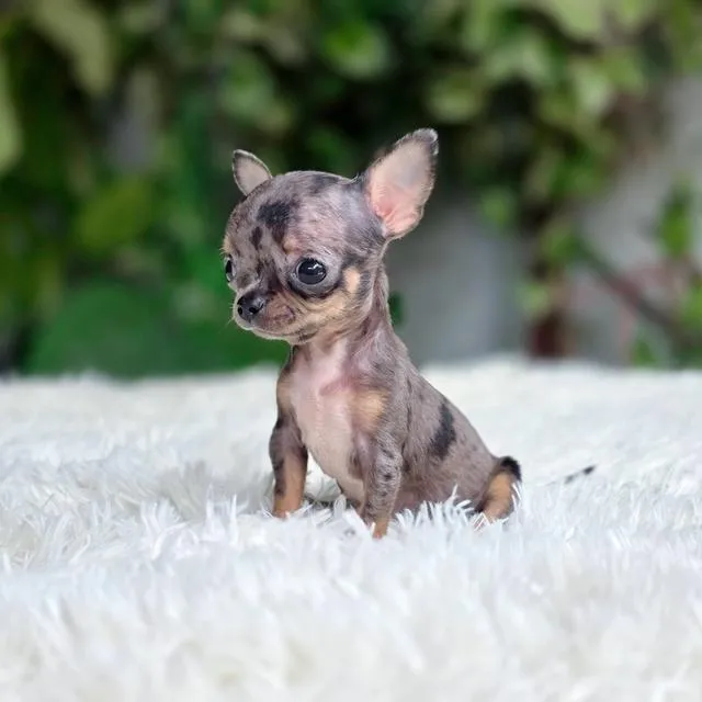 Chihuahua T cup พันธุ์แท้สีเมอร์ขนสั้นเพศหญิงอายุ2เดือน