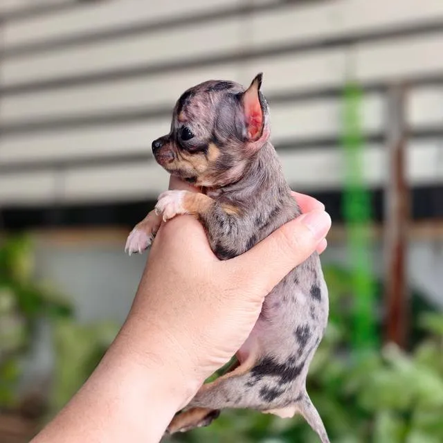 Chihuahua T cup พันธุ์แท้สีเมอร์ขนสั้นเพศหญิงอายุ2เดือน
