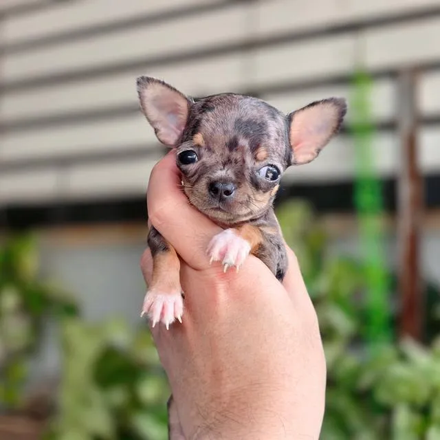 Chihuahua T cup พันธุ์แท้สีเมอร์ขนสั้นเพศหญิงอายุ2เดือน
