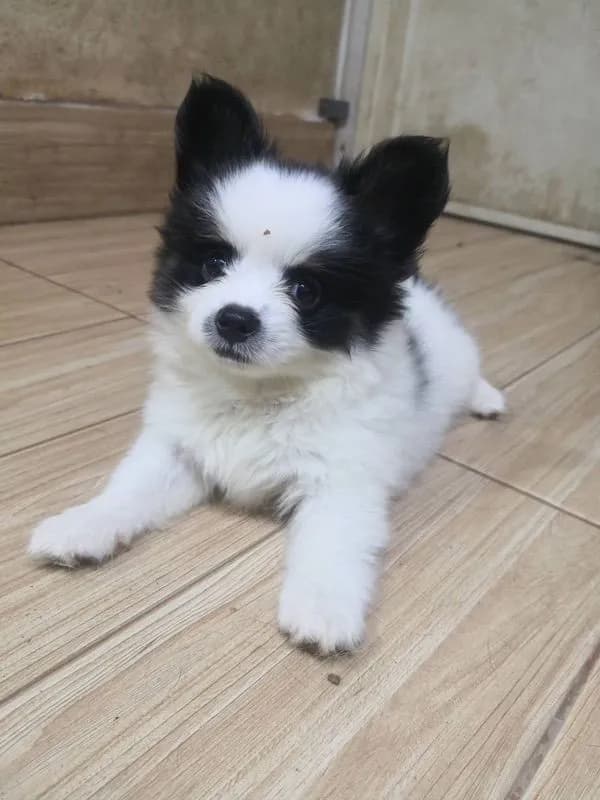 ชิวาวาแท้ เพศผู้ ลายวัว