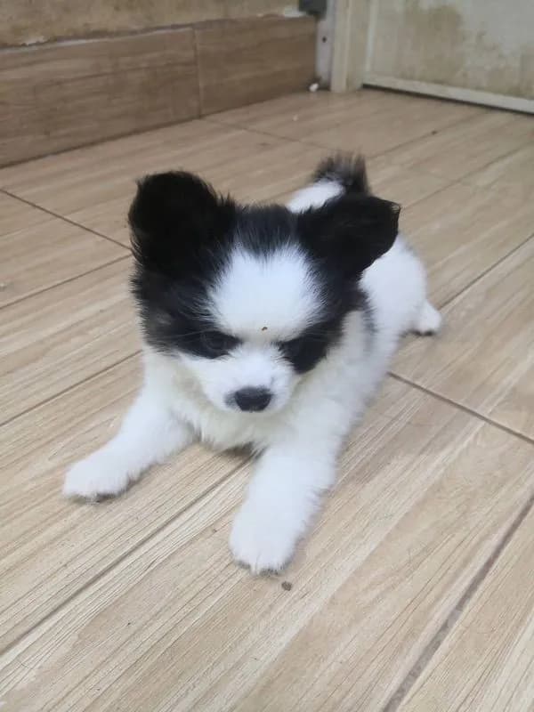 ชิวาวาแท้ เพศผู้ ลายวัว